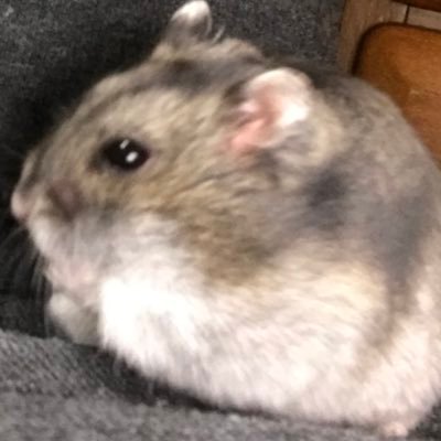𝓒𝓮𝓶𝓮𝓷𝓽さんのプロフィール画像