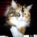 Shakiyla Hodapp - @HodappShak32818 - Twitter