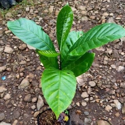 Herdian2175488's profile picture. 