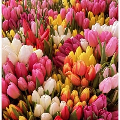 adrian12bieleck's profile picture. Bardzo lubię grać w kosza ale szkicowanie mnie też interesuje.