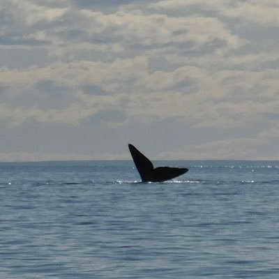 9vm_t's profile picture.