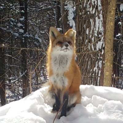 nature respecter. 🌲 🦊🐻🐱🦌🦉🦝🪺heritage American. 🇺🇸
