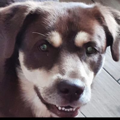 xN0RMALNIEx's profile picture. 