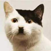 DarkoR4369564's profile picture. Que Deus tenha misericórdia de todos nós.