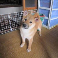 愛くるしい姫の写真です宜しくね (@px1ythqsrc78218) 's Twitter Profile
