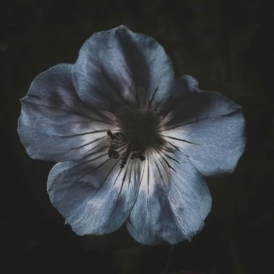 Medical student
| A gentle rebellion: romanticizing the life while surviving it.