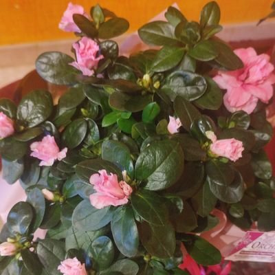 Una nazione di pecore, genererà un
governo di lupi. (Edward Murrow)
💚🤍♥️