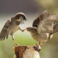 ✈️✈️NSEEB✈️فرز💐 (@nseeb_1) 's Twitter Profile Photo