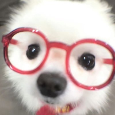 choonroll's profile picture. 똥깡아지 하나를 입양했어요 •••