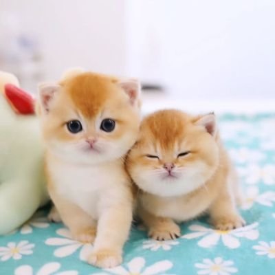 I have been breeding kittens for 20 years now , I learned from my mom, who worked as a vet doctor.