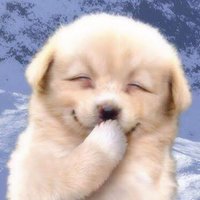 เปิ๊บ./ฮ่าวอวี่เกอ (@foarfar) 's Twitter Profile