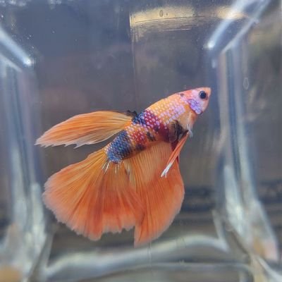 Always do good but be capable of doing evil, i love Rod #bettas #bettasusa