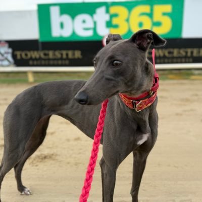 GarwoodKai's profile picture. Pro Punter 🐕