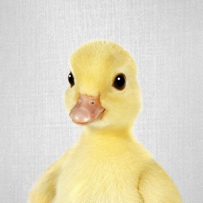 Caneton_hehe's profile picture. Couac