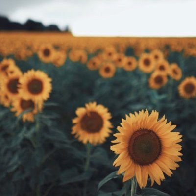 tifosiman23's profile picture. 