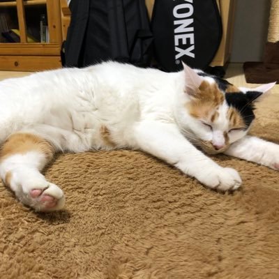 sakuty06's profile picture. エンジニア🐈 Javaでリプレイスしてます