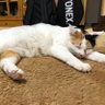 sakuty06's profile picture. エンジニア🐈 Javaでリプレイスしてます