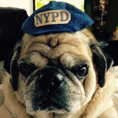 Former #NYC steel and human trash removal engineer...
I LOVE my country, but hate my GOVERNMENT.....
#FidelisAdMortem 👮🚔.....
#SJUBB🏀..🤝..#Isles 🏒
