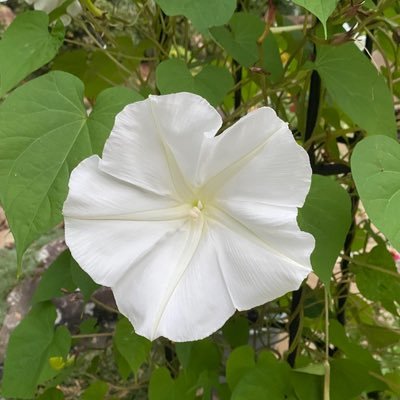 Meidas_Michelle's profile picture. “Look for the helpers. You will always find people helping.” -Fred Rogers (@ https://t.co/fFdyEYlkXa)