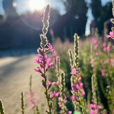 BCummingham13's profile picture. Do what you love. Love what you do. 💼🌻💫✨