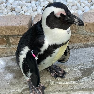 ren777ataoka's profile picture. ゴリパラ見聞録を見ながら飲むお酒が最高です！ドォーモとホークスも大好きです！アルコール消毒は大事なので焼酎飲んで体内から消毒してます！ #ゴリパラ見聞録 #ゴリパラ #キッズ