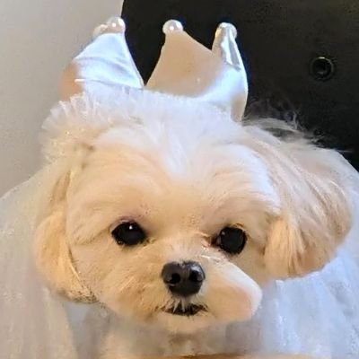 hira_erii's profile picture. コスパよくおしゃれにしたい！
事業主様をお手伝い✨
はじめてのInstagram運用サポート、お任せください🙆‍♀️
SNS画像／LP／サムネイル／ショート動画／丁寧なヒアリングで、世界観を崩さず整えます◎
ご相談無料✉️
現在業務委託４社＋インフルエンサー様と契約中です！
ポートフォリオはこちら👇️