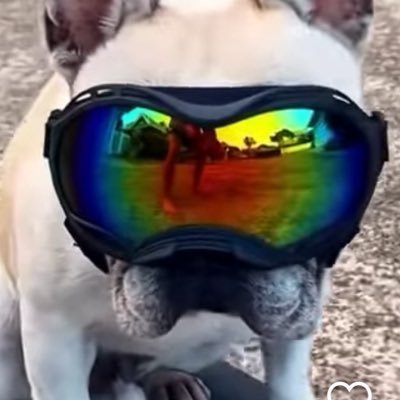 I was up above it…now I’m down in it / $Dale - The Surfing Frenchie / $KOVU - The Red Siberian Husky