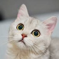 HKRaviolis's profile picture. 一个堂堂正正的中国人