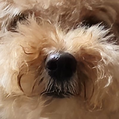 마음박이새さんのプロフィール画像