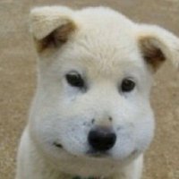 진 (@00dowls70) 's Twitter Profile
