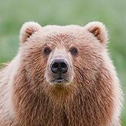 BbSurf37's profile image