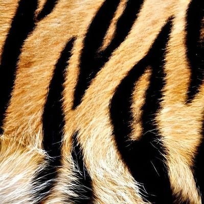 peitudaplays's profile picture. britney spears sofreu mais que jesus cristo (ela/dela)