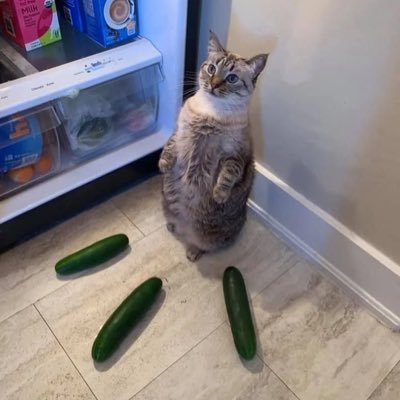 meowzaso's profile picture. stuff liker