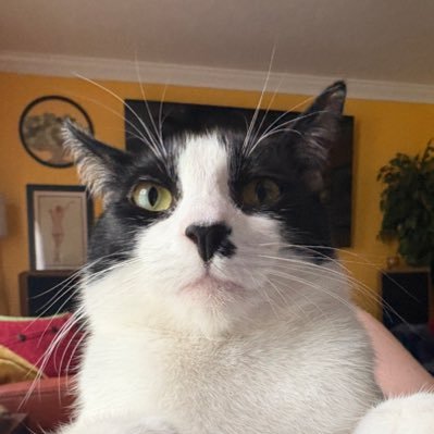 theFredmanout's profile picture. napkins cats. i swear we’re all smarter than we look. just 3 VA cats and their PNW mom. Fred (1), Gus (7), PL (10) @emilyjobot is mom (34) #GOMS