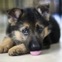 Gretchen (@ldwisafool) 's Twitter Profile