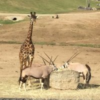 P&R (@nan_xi_ha) 's Twitter Profile