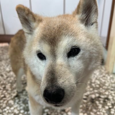 Mirai Sakomizuさんのプロフィール画像
