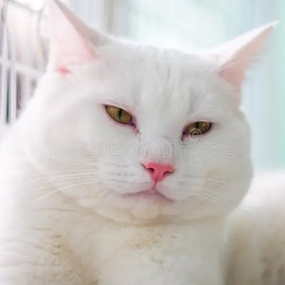 yoshi_el_gato's profile picture. Miau
