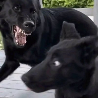 Shmoneyman2x's profile picture. i like turtles