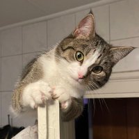 Bob (@bayreuthbob) 's Twitter Profile