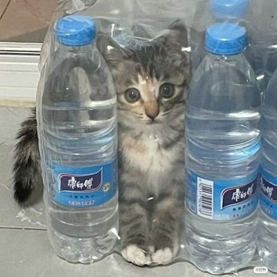 cheesycries's profile picture. I don't recommend going crazy, it's not economically viable.
tt: cheesycriesskibidi
pin: cheesycries_skibidi
yeа, it seems like this is another idiot artist