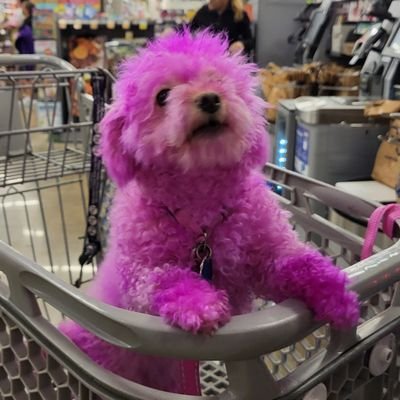 JessiMi79655830's profile picture. Just a Normal Midwestern mom.