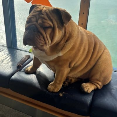 paulstray_62's profile picture. Professional artisan and lover of of British values and a gooner through and through …