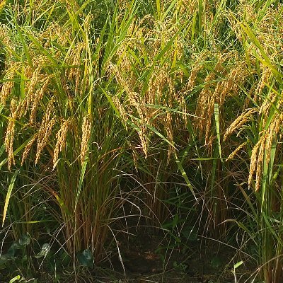 80pyootoko's profile picture. 自宅で自〇した母親の一周忌を迎えました。
二度とこういう事件が起きないよう、原因となった団体や個人は絶対に許しませんし、これからもずっと糾弾していきます。
因果応報
#鏡野町 #鏡野町役場