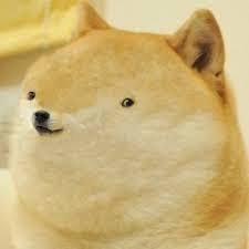DelightDog59219's profile picture. doge coin lover