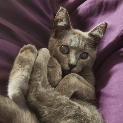 Here's Bonkers, the baby jank! | Previously Walter (aka best boy senior cat!), OTRB 9/3/25 | @feederofcats alum | Cat mom is Lauren
