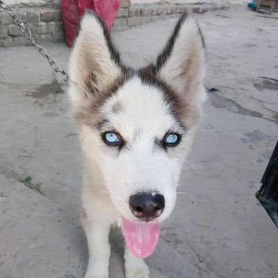 Sh16842Shafqat's profile picture. 