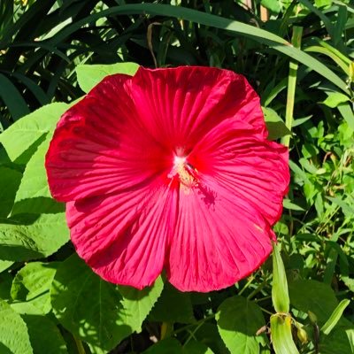 Mom to rescue kitty Gracie and Daisy the beagle. Our beloved Trooper and our ferrets have sadly left us. All flowers/butterflies are from our garden.