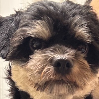 kondokonn's profile picture. 9/15緊急事態条項移民反対デモ、10/17エジプト合意白紙撤回デモ主催者です🚨🚨 40代パート主婦/専業、兼業主婦、在宅ワーク経験 ブログもやってます フォローしてくださってありがとうございます！前向きに頑張ります！ 最近は社会問題に関心あります。 日本存続の危機🇯🇵