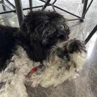 Vernon (@helplessrub) 's Twitter Profile